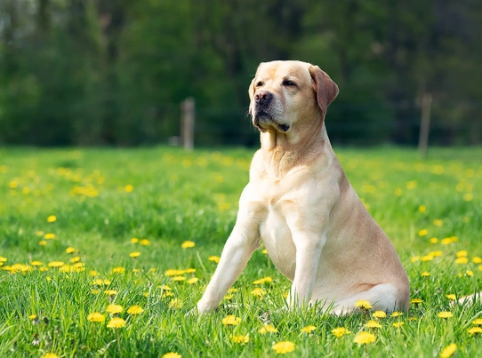 golden retriever vs labrador