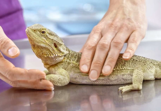 bearded dragon diet