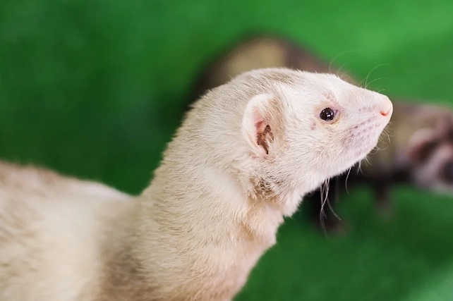 ferret diet