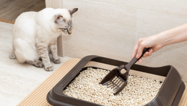 Effective Solutions to Stop Your Cat Peeing Outside the Litter Box