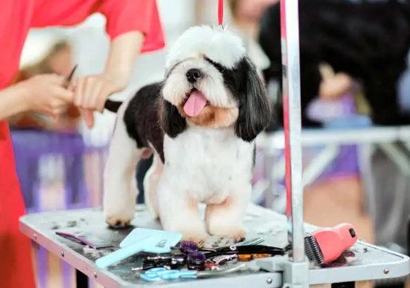 Essential Dog Grooming Tips for Beginners: A Step-by-Step Guide