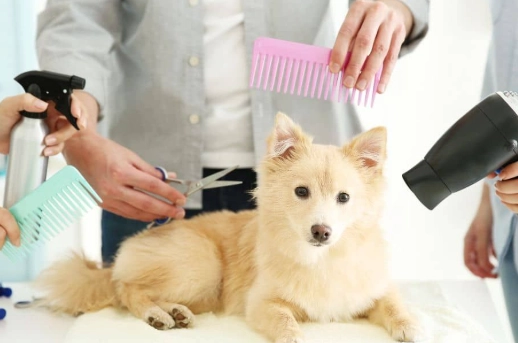 at-home dog grooming