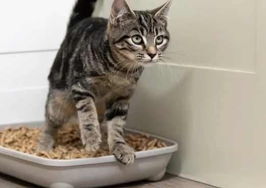 Fastest Way to Litter Train a Cat: Expert Step-by-Step Guide