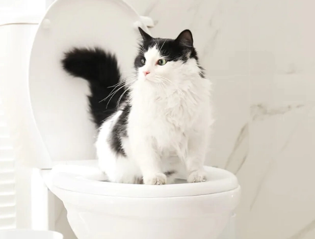 fast litter train cat