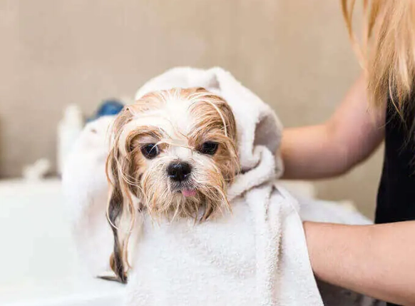 how to groom a dog at home