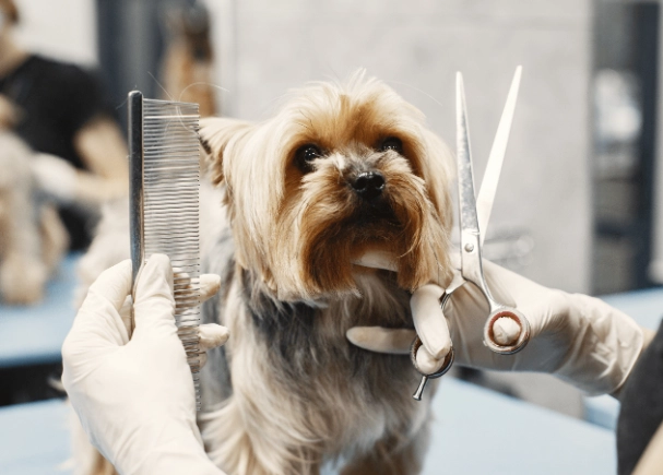 beginner dog grooming tips