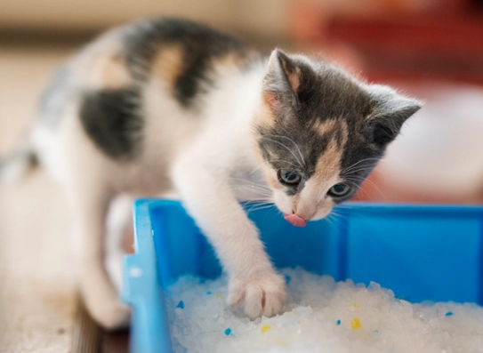 cat litter training