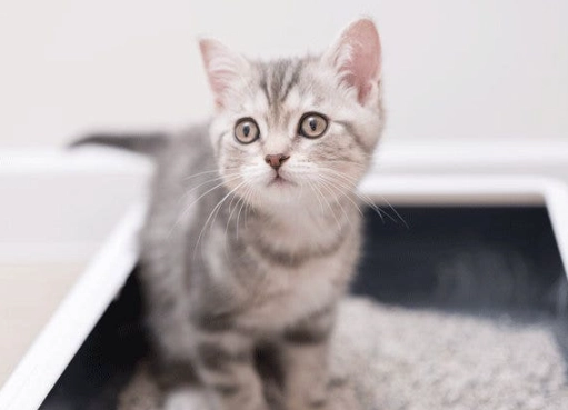 litter box training time