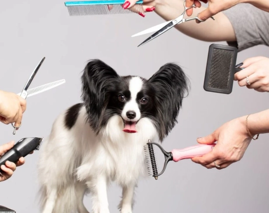 how often to groom a dog