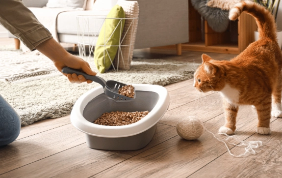 how to litter train a cat quickly