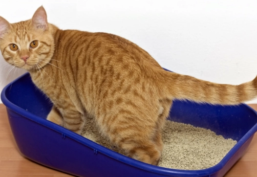 litter box training time