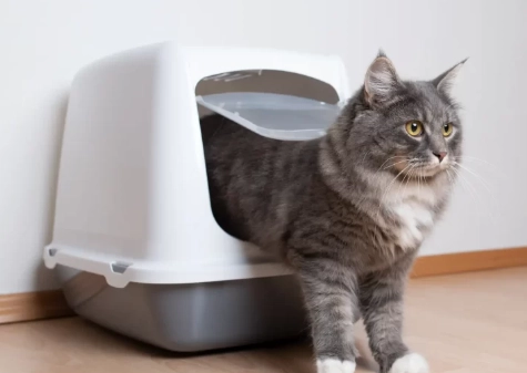 cat litter box problems