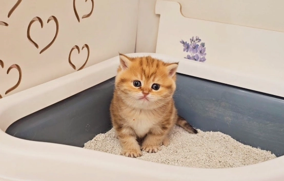 how to train a cat to use litter box