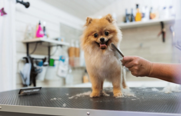 at-home dog grooming