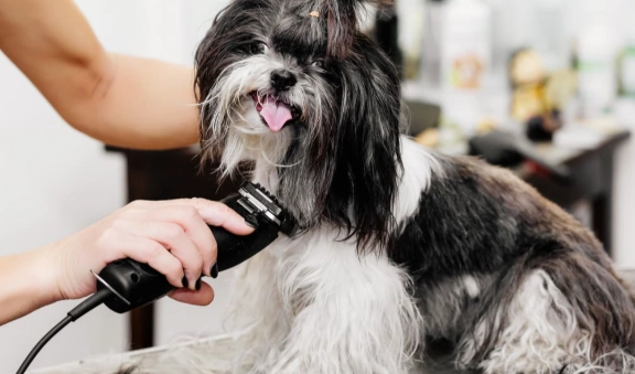 dog grooming tips