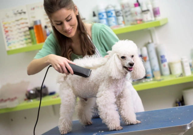 dog grooming tips