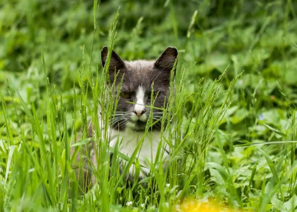 cat litter box training tips