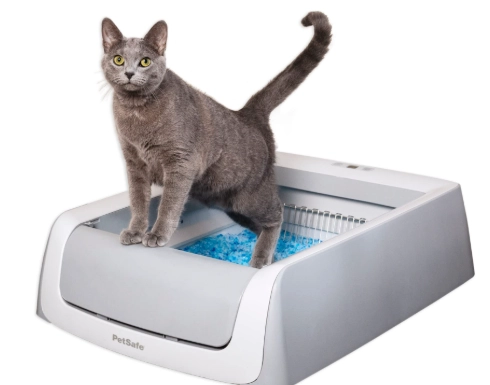 adult cat not using litter box