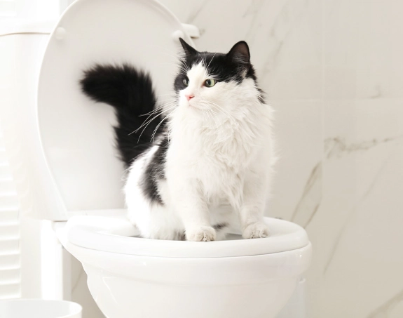 cat toilet training cat toilet training