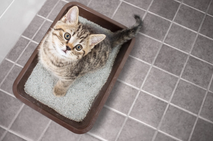 litter box alternatives litter box alternatives