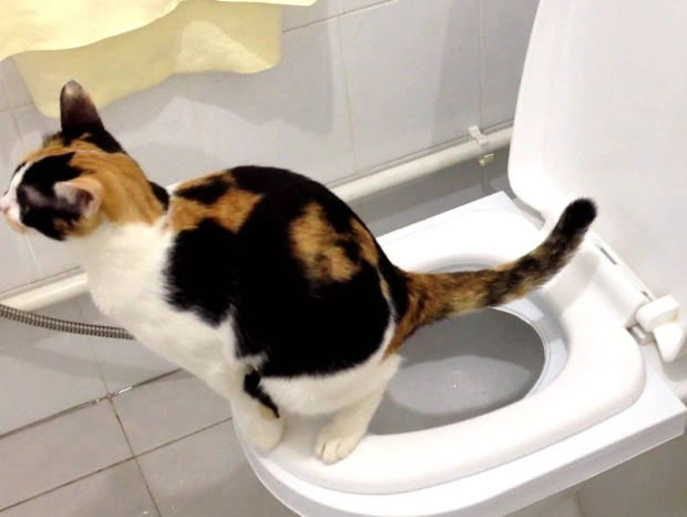 Potty Train a Cat to Use the Toilet: A Step-by-Step Guide