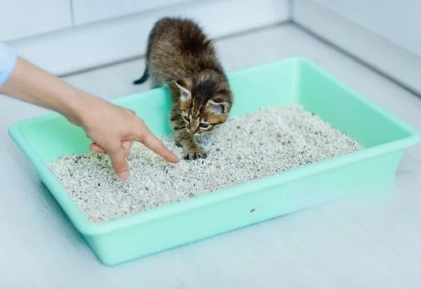 litter box training tips