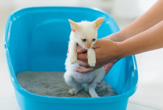 Fast Kitten Litter Training: A Step-by-Step Guide to Success