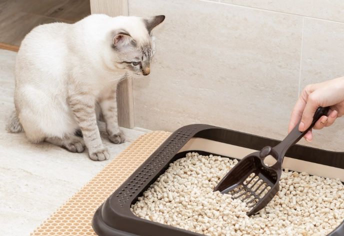 how to train older cat to use litter box