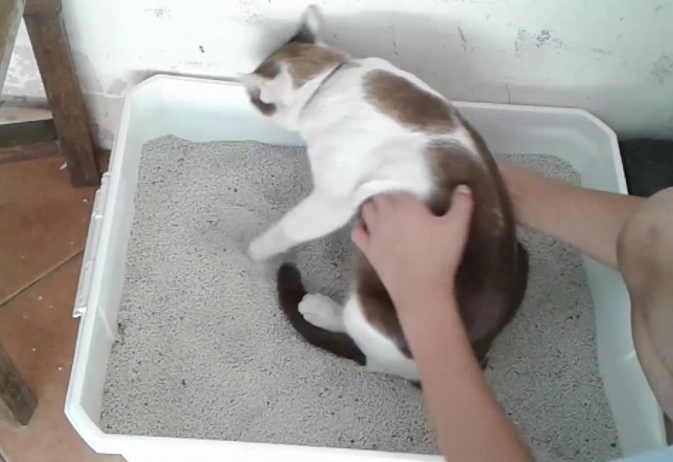 How to Litter Train an Outdoor Cat: A Stress-Free Guide