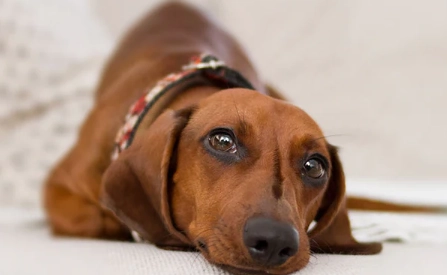 canine health problems