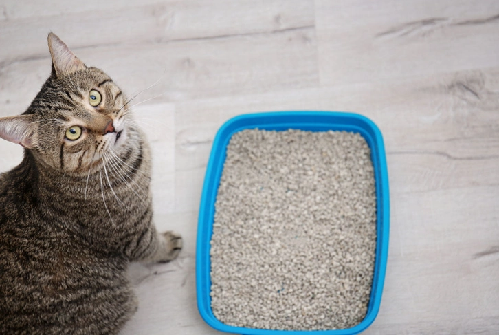 cat not using litter box
