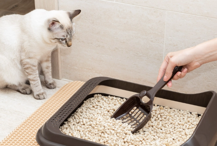 cat not using litter box