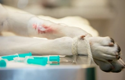 The Leading Cause of Death in Dogs: What Every Owner Must Know