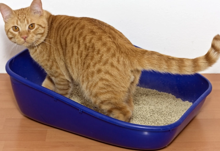 cat litter training
