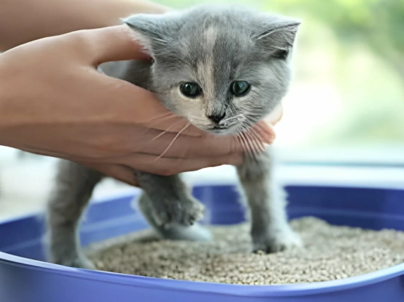 How to Get Your Cat to Use the Litter Box: A Practical Guide