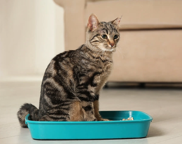 litter box problems solutions