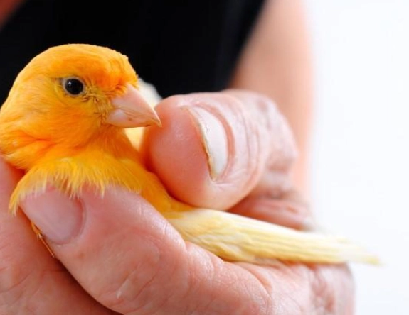 hand feeding baby canary