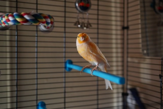 canary cage