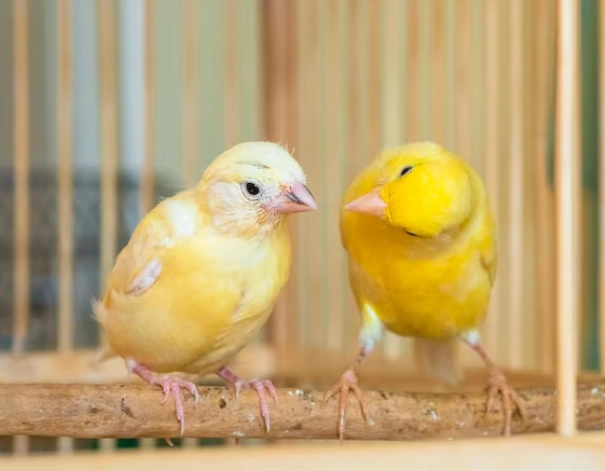 how to care for baby canary