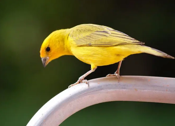 how to care for baby canary