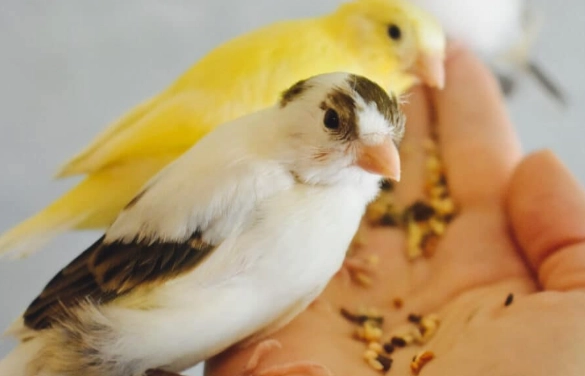canary egg laying