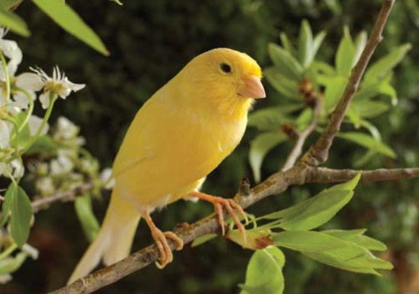how long do canaries live