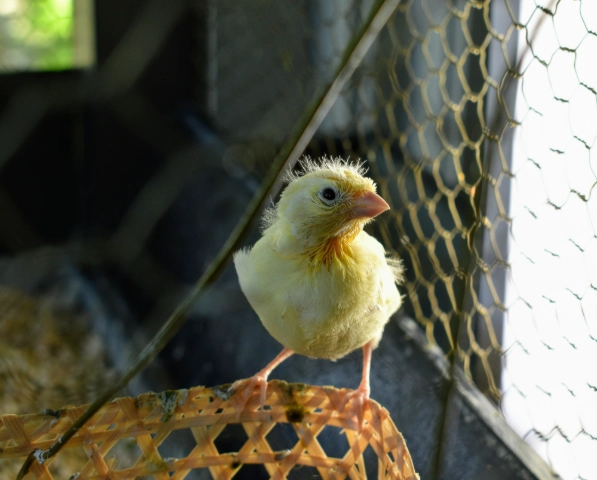 baby canary care tips