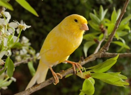 Female Canary Care: Essential Tips for Health, Breeding & Beyond