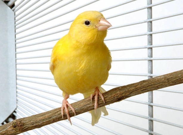 breeding female canary