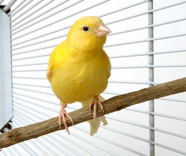 avian care essentials