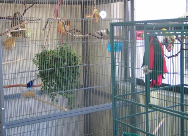 canary cage