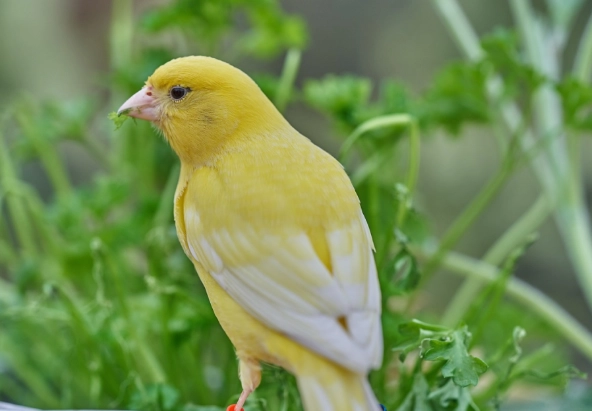 female canary care