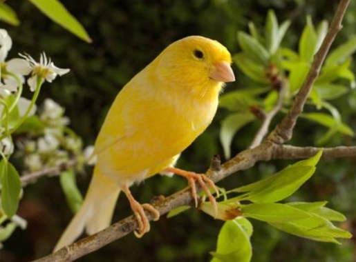 canary care in winter