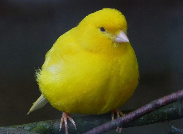 canary lifespan